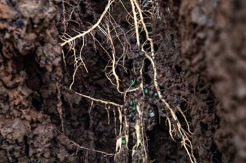 roots